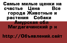 Самые милые щенки на счастье › Цена ­ 1 - Все города Животные и растения » Собаки   . Амурская обл.,Магдагачинский р-н